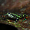 atelopus