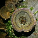 Turkey Tails?