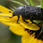 Dark Flower Scarab
