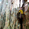 Great Yellow Bumblebee