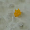 Lady Beetle Eggs