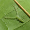 Green Crab Spider