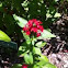 Pentas