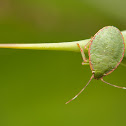 Shield bug nymph