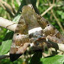 Tantalus Sphinx