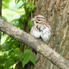 Song Sparrow