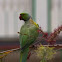 Rose-ringed Parakeet