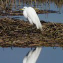 Great Egret