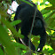Mantled howler monkey