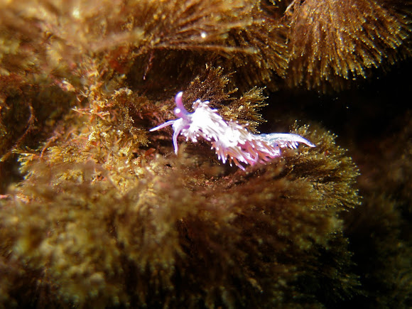 Spotting Image 1