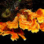 Crowded Parchment Shelf Fungi