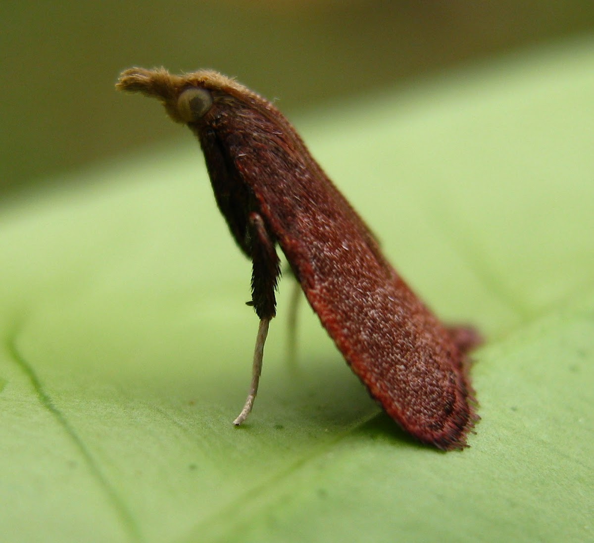 Leaf Blotch Miner Moth