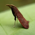 Leaf Blotch Miner Moth