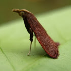 Leaf Blotch Miner Moth