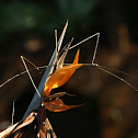 stick insect