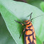 Lichen Moth