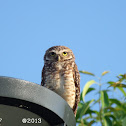 Burrowing Owl
