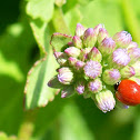 Polished lady bug