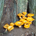 Mushroom