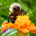 Common Eastern Bumble Bee