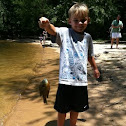 Redbreast Sunfish