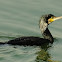 Large Cormorant