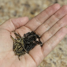 Wild Rice with Cherries