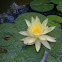 Water Lilly