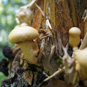 Gymnopilus Ventricosus