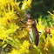 Pyrrhocorid bug