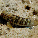 Rippled Rockskipper