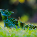 Green Basilisk