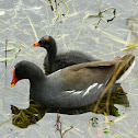 Common Gallinule