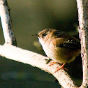 Marsh Wren