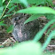 Eastern Cottontail