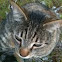 Domestic cat