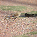 Gorrión (House sparrow)