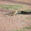 Gorrión (House sparrow)