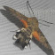 Hummingbird Hawkmoth