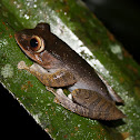 Madagascan Spur Legged Tree Frog