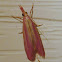 Pyralid moth