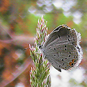 Butterfly - Eastern Tailed-Blue
