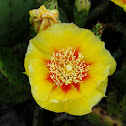 Prickly Pear