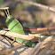 Northern Green-striped Grasshopper