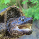 common snapping turtle
