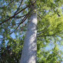 Bald Cypress