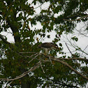 Red-tailed Hawk