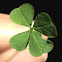 Four leaf clover