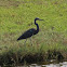 Tricolored Heron