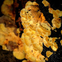 Chicken of the Woods